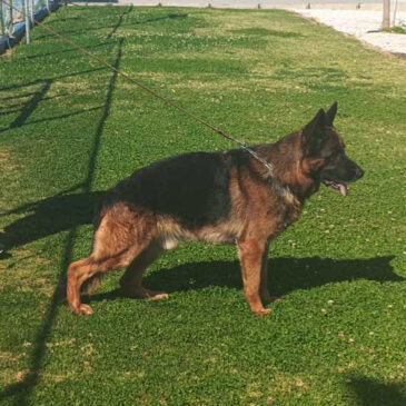 Harrys Vom Saxterhaus