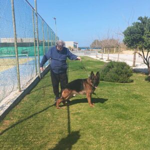 Harrys vom Saxterhaous